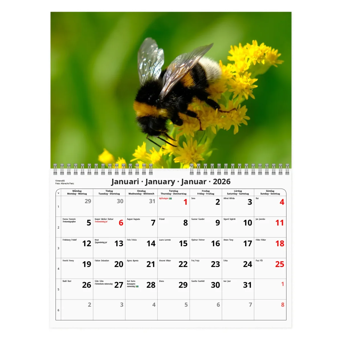 Humlor- A4 väggkalender | 2026 - Bild 3