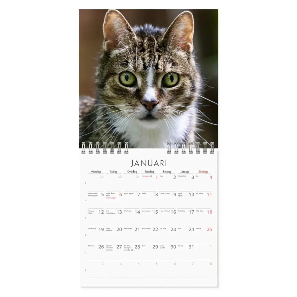 Grumpy Cats Mini väggkalender 2026 - Bild 3
