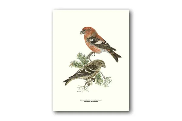 Bändelkorsnäbb – Poster 30×40 cm - Bild 2