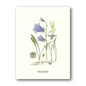Blåklocka – Poster 30×40 cm