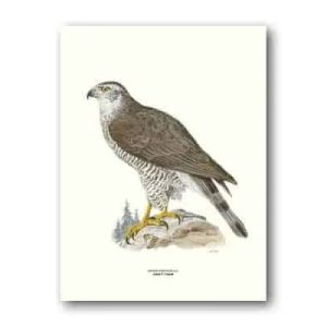 Duvhök – Poster 30×40 cm