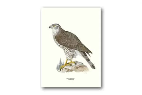 Duvhök – Poster 30×40 cm