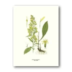 Gullris – Poster 30×40 cm