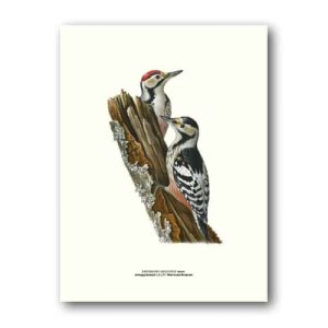 Hackspett – Poster 30×40 cm