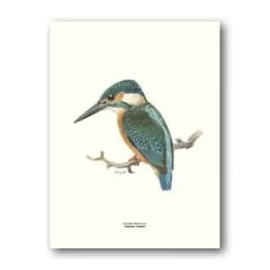 Kungsfiskare – Poster 30×40 cm