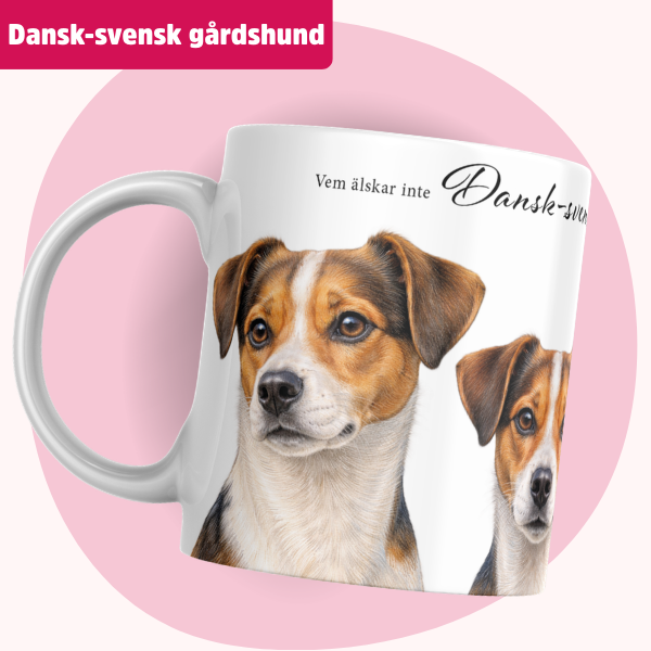 Dansk-svensk gårdshund Mugg – Vem älskar inte Dansk-svensk gårdshund | Tricolor brun