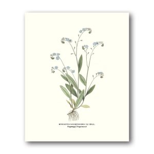 Förgätmigej – Miniposter 180×240 mm