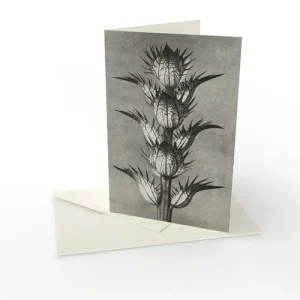Karl Blossfeldt – Kort vikt med kuvert