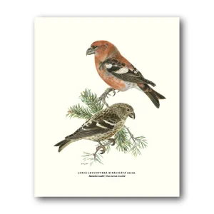 Bändelkorsnäbb – Miniposter 180×240 mm