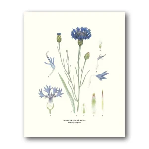 Blåklint – Miniposter 180×240 mm