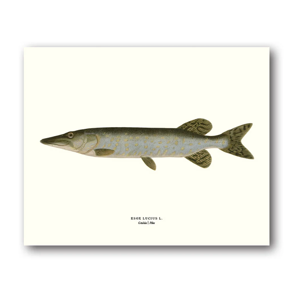 Gädda – Miniposter 180×240 mm