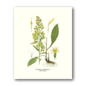 Gullris – Miniposter 180×240 mm