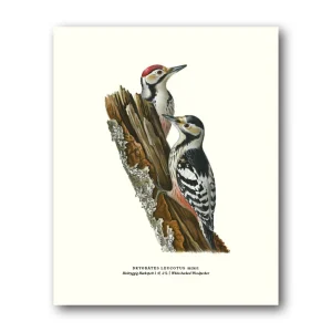 Hackspett – Miniposter 180×240 mm