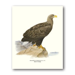 Havsörn – Miniposter 180×240 mm