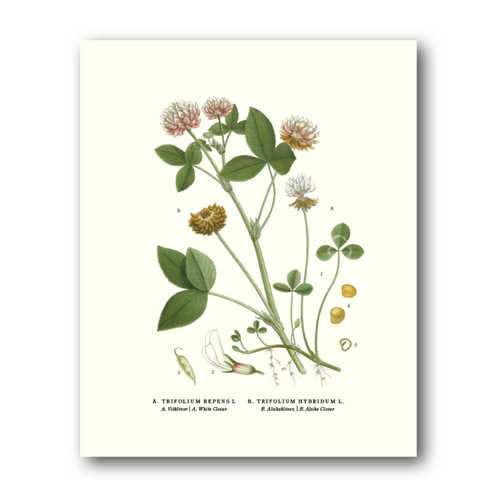 Klöver – Miniposter 180×240 mm
