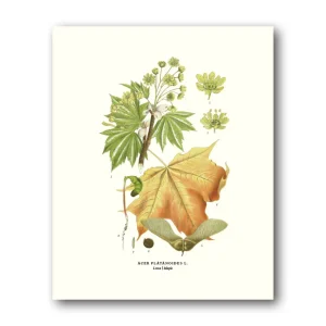 Lönn – Miniposter 180×240 mm