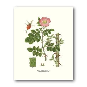 Luktnypon – Miniposter 180×240 mm