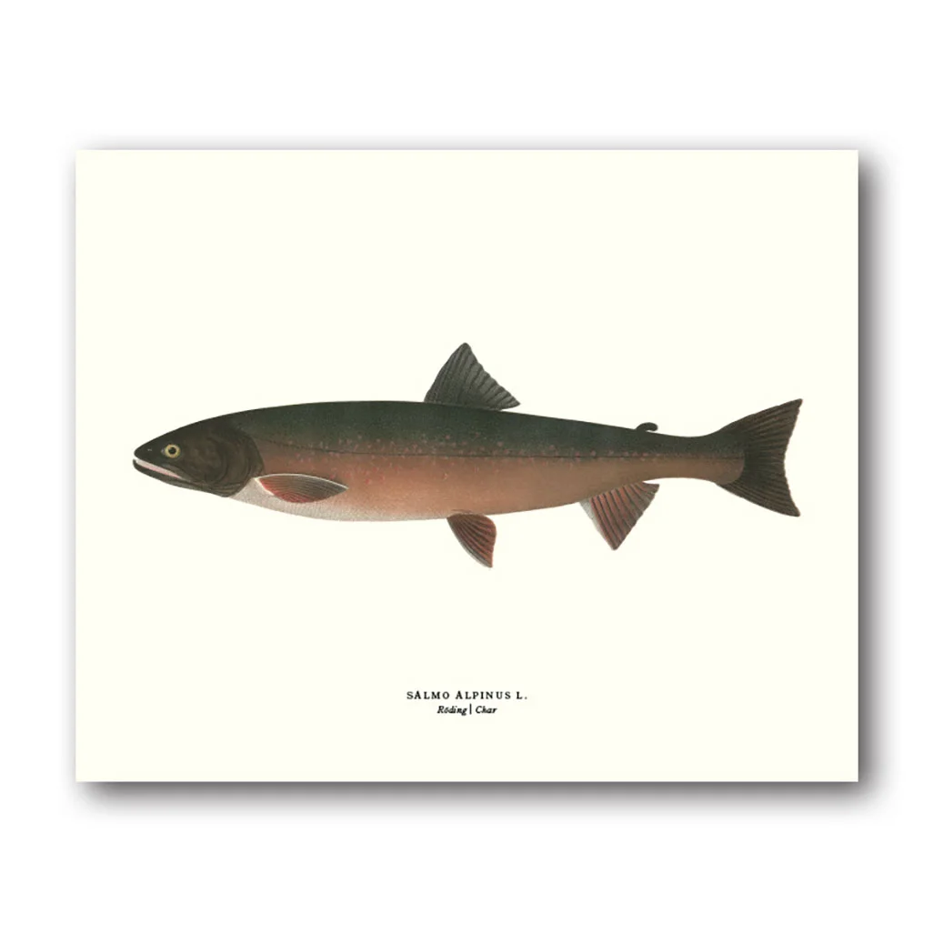 Röding – Miniposter 180×240 mm - Bild 2