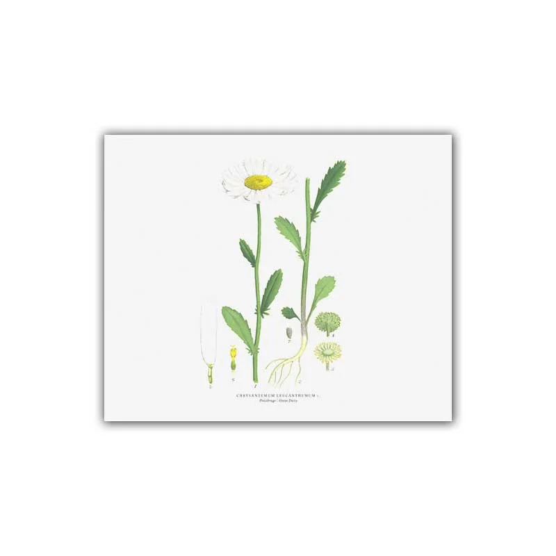 Prästkrage – Mellanposter 330 x 270 mm