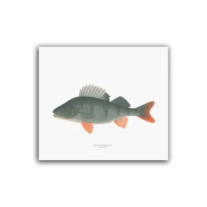 Abborre- Mellanposter 330 x 310 mm