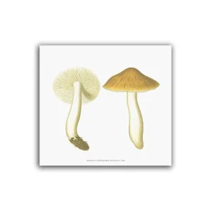 Svamp- Mellanposter 330 x 310 mm