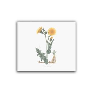 Fettistel – Mellanposter 330 x 270 mm