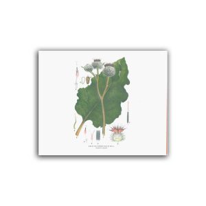 Kardborre – Mellanposter 330 x 270 mm