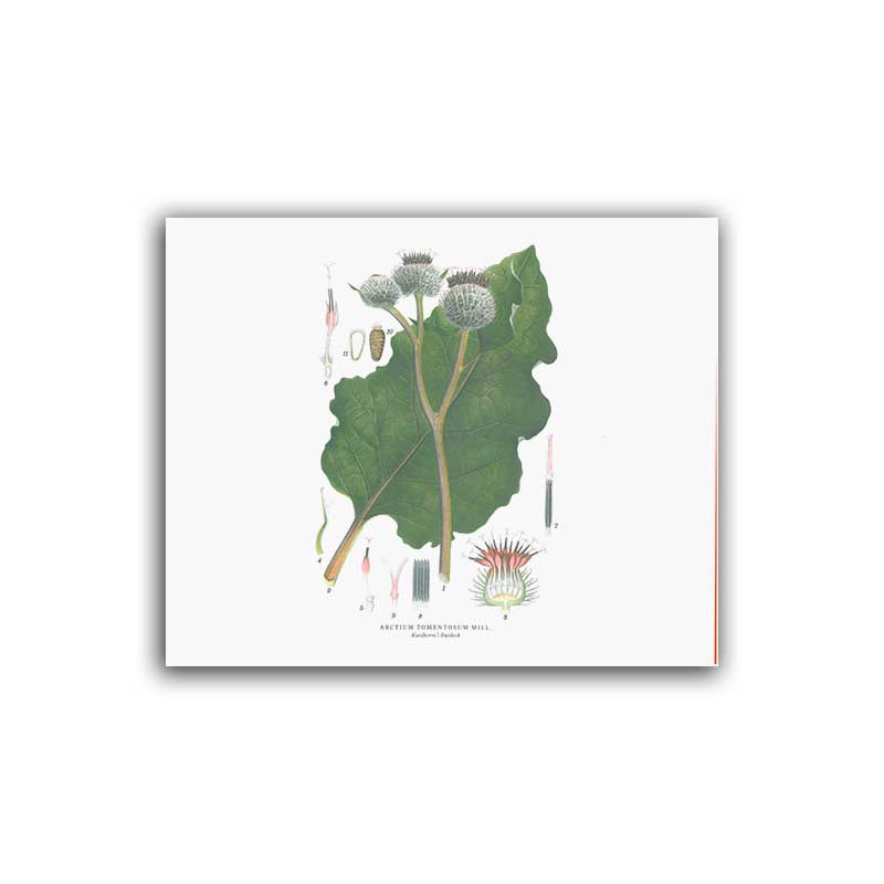 Kardborre – Mellanposter 330 x 270 mm