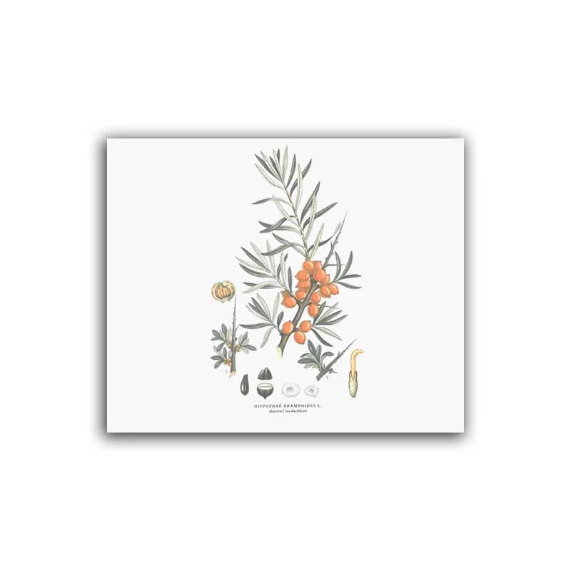 Havtorn – Mellanposter 330 x 270 mm - Bild 2