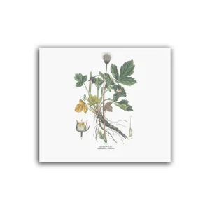 Humleblomster – Mellanposter 330 x 270 mm