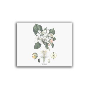 Apel – Mellanposter 330 x 270 mm