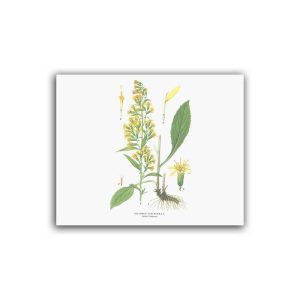 Gullris – Mellanposter 330 x 270 mm