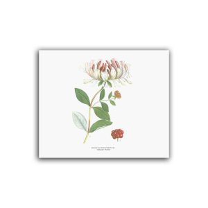 Vildkaprifol – Mellanposter 330 x 310 mm