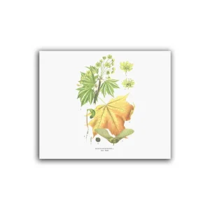 Lönn – Mellanposter 330 x 270 mm