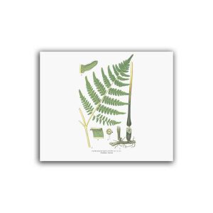 Örnbräken – Mellanposter 330 x 270 mm