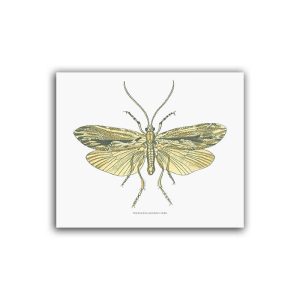 Nattslända – Mellanposter 330 x 270 mm