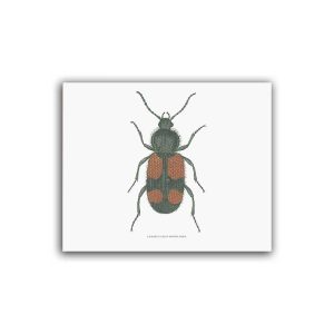 Svart/Röd skalbagge- Mellanposter 330 x 270 mm