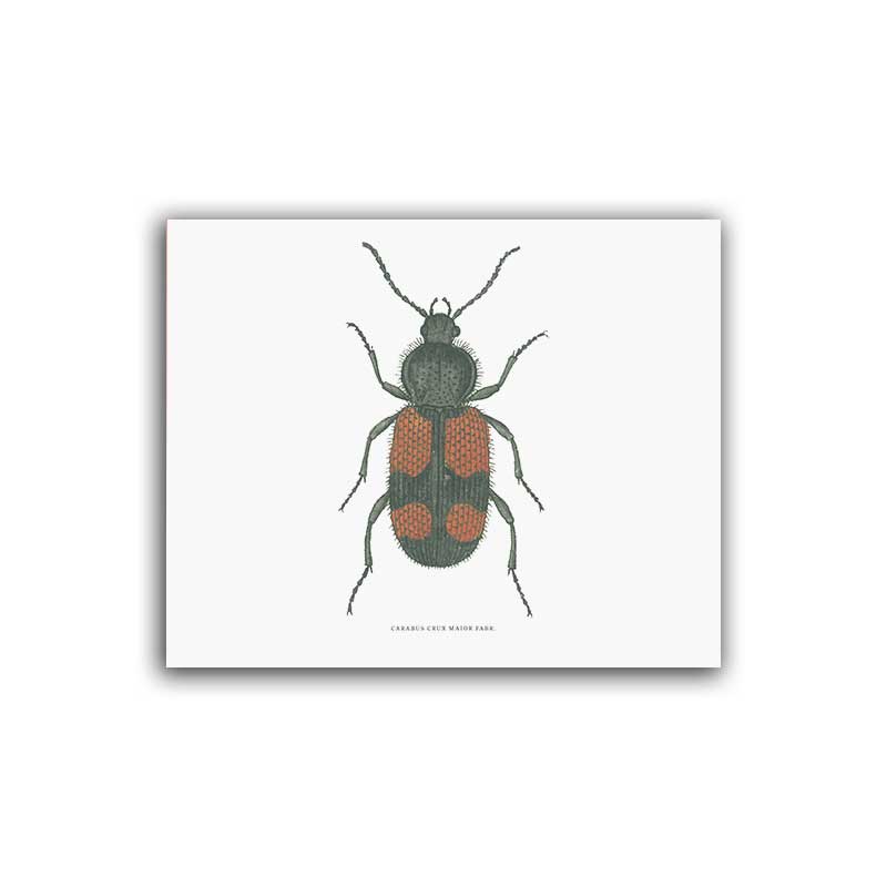 Svart/Röd skalbagge- Mellanposter 330 x 270 mm