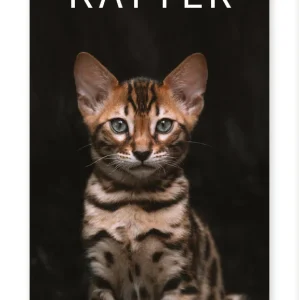 Familjekalender katter  2024